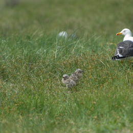 Helgoland-20130625-12