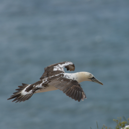 Helgoland-20130626-15