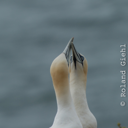Helgoland-20130626-18