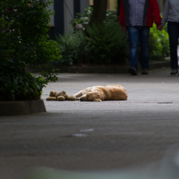 Helgoland-20130624-16