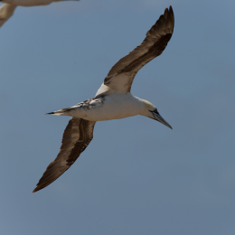 Helgoland-20130629-26
