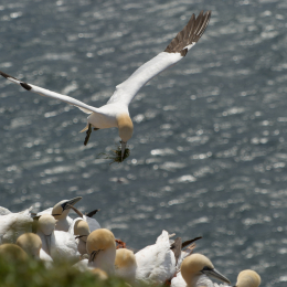 Helgoland-20130629-33