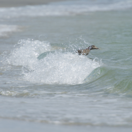 Helgoland-20130625-33