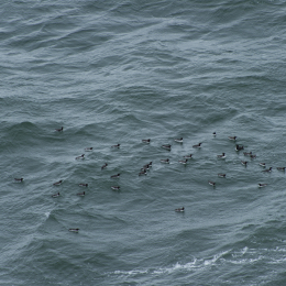 Helgoland-20130626-32