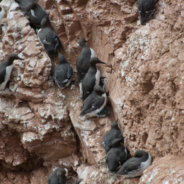 Helgoland-20130626-23