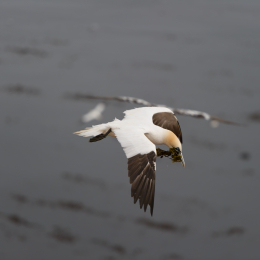 Helgoland-20130624-57
