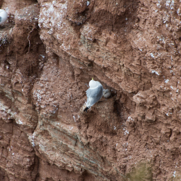 Helgoland-20130626-29