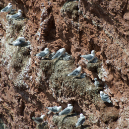 Helgoland-20130629-13