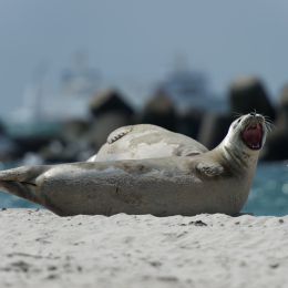 Helgoland-20130623-03
