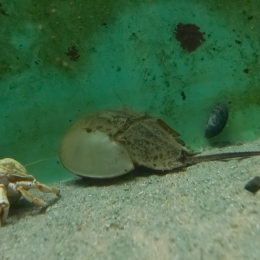 Helgoland-20130628-05