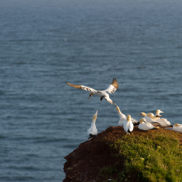 Helgoland-20130622-07