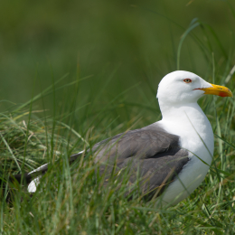 Helgoland-20130625-10