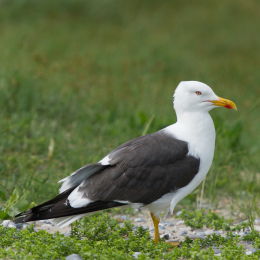 Helgoland-20130623-26