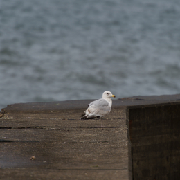Helgoland-20130624-08