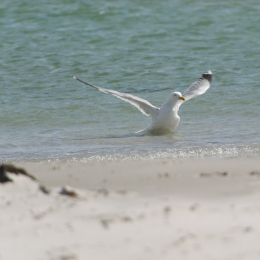Helgoland-20130625-27