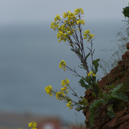 Helgoland-20130624-11