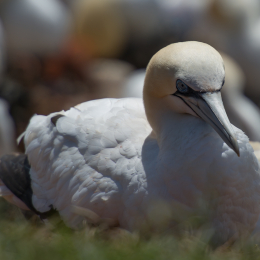 Helgoland-20130629-20