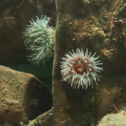 Helgoland-20130628-09