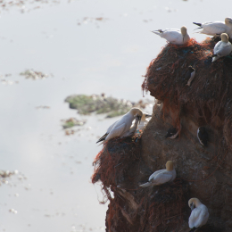 Helgoland-20130624-52