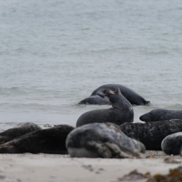 Helgoland-20130623-33