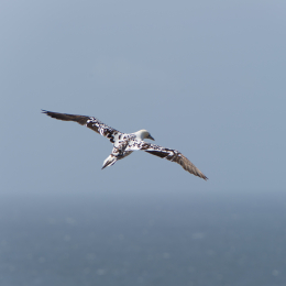 Helgoland-20130629-25