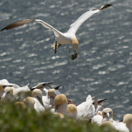 Helgoland-20130629-32