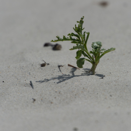 Helgoland-20130625-14