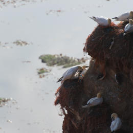 Helgoland-20130624-51