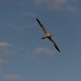 Helgoland-20130622-08