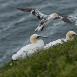 Helgoland-20130626-19