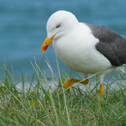 Helgoland-20130623-22