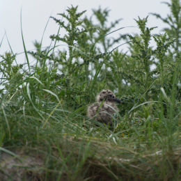 Helgoland-20130623-18