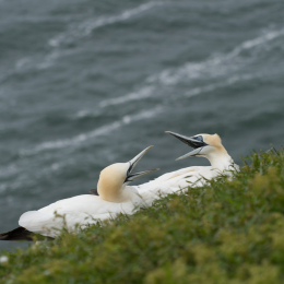 Helgoland-20130626-22