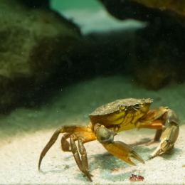 Helgoland-20130628-16