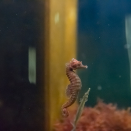 Helgoland-20130628-19