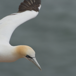 Helgoland-20130626-21