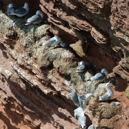 Helgoland-20130629-10