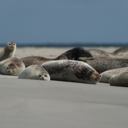 Helgoland-20130625-37