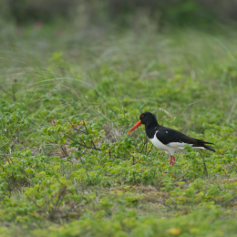 Helgoland-20130625-04