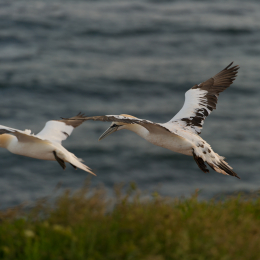 Helgoland-20130622-15