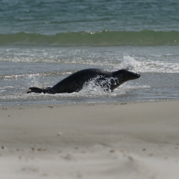 Helgoland-20130625-22