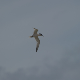 Helgoland-20130625-26