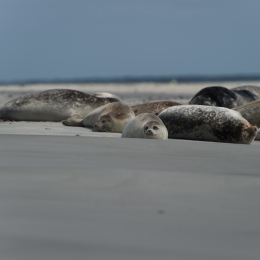 Helgoland-20130625-35