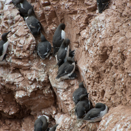 Helgoland-20130626-24
