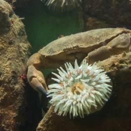 Helgoland-20130628-13