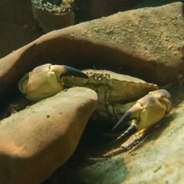 Helgoland-20130628-10