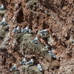 Helgoland-20130629-15