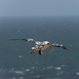 Helgoland-20130629-28
