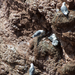 Helgoland-20130629-16