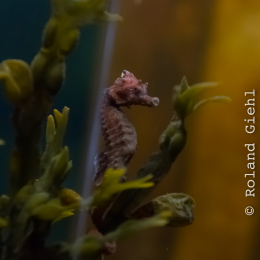 Helgoland-20130628-20